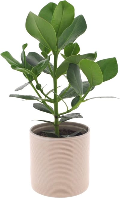 Clusia rosea Princess | 35cm | met Off White keramieken pot