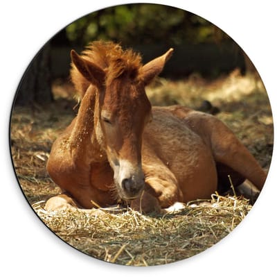 Dibond Wandcirkel - Liggend Bruin Paard - 30x30cm Foto op Aluminium Wandcirkel (met ophangsysteem)