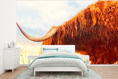Behang - Fotobehang Schotse hooglander - Licht - Natuur - Breedte 350 cm x hoogte 260 cm