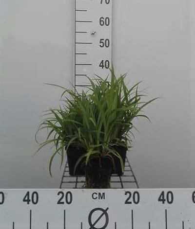6x Hangende Zegge - Carex pendula | 9x9 cm pot