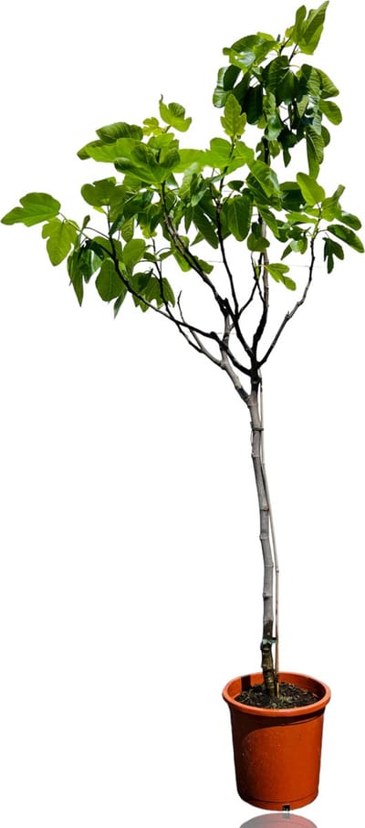 Vijgenboom - Ficus Carica - Zoete groene vruchten - Eetbaar - Winterhard - Hoogte ca. 160cm - Vijg op stam - Decoratieve plant - Vijgenplant