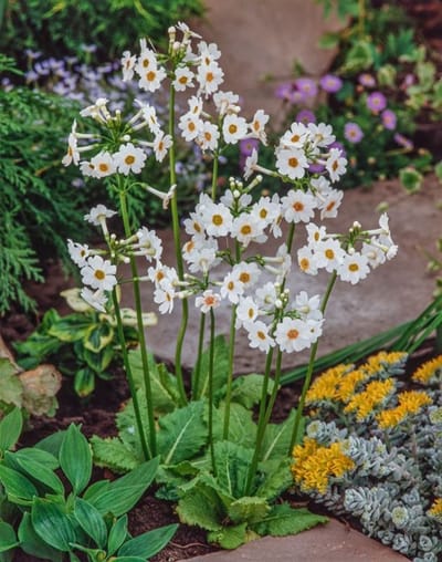 Moerings Primula japonica Alba | Japanse Sleutelbloem |In 9CM pot