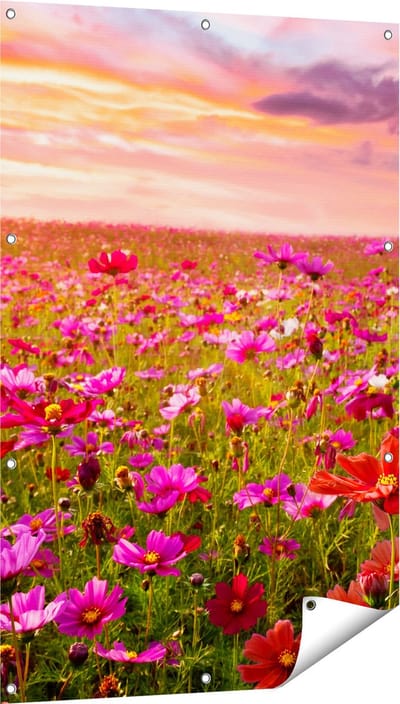 Gards Tuinposter Kleurrijke Kosmos Bloemenveld - 80x120 cm - Tuindoek - Tuindecoratie - Wanddecoratie buiten - Tuinschilderij
