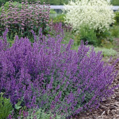 25 x Nepeta faassenii 'Walker's Low' - Kattenkruid - Vaste Plant - Winterharde Tuinplant - Nepeta faassenii 'Walker's Low' in 9x9cm pot met hoogte 5-10cm
