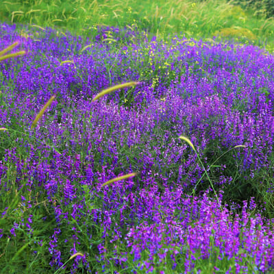 Fassens kattenkruid (Nepeta x Faassenii) - Nepeta faassenii - Kattenkruid - Vaste planten - Bijen-Vlinders - Zomerbollen - Voorjaarsbollen
