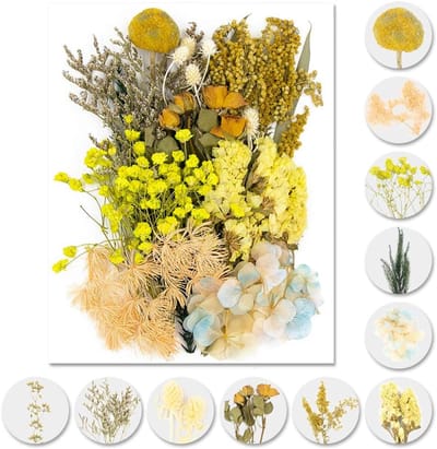 Gedroogde Bloemen Set - Echte Bloemen Decoratie - Kunst en Knutselen - Natuurlijke Kleuren Behoud - Gemengde Vormen - Geel