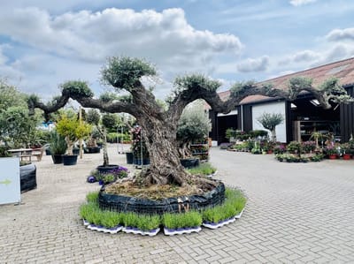 Tropictrees - Olijfboom - Olea Europea - Olijfboom Pon Pon - Winterhard - Groenblijvend