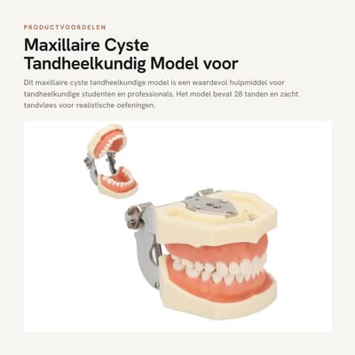 Dailygoods- Tandheelkundig Model 28 Tanden - Maxillair Cyste Model - Zacht Tandvlees - Oefenmodel - Praktische Training - Afneembaar Abces - Onderwijsmodel