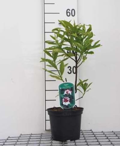 Daphne od. 'Aureomarginata' - Bontbladig Peperboompje 20- 25 cm in pot