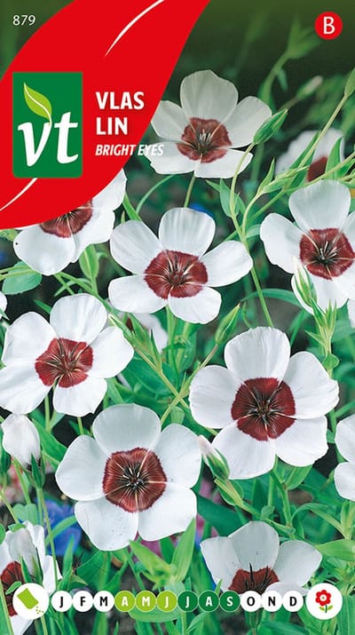 Vlas 'Bright Eyes' - Betoverende Blauwe Bloemen voor Tuin en Balkon