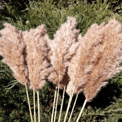 20 Stuks Lange Gedroogde Pampasgrassen voor Bruiloft en Interieurdecoratie (23 Inch)