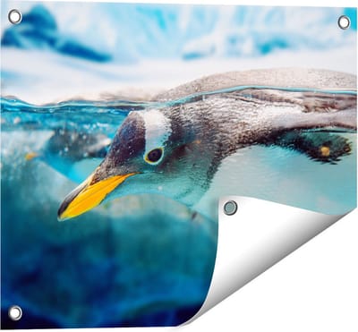 Gards Tuinposter Pingu�n Zwemt onder Water - 50x40 cm - Tuindoek - Tuindecoratie - Wanddecoratie buiten - Tuinschilderij