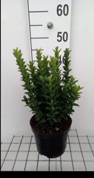 Euonymus jap. 'Green Spire' - Japanse Kardinaalshoed 40- 60 cm in pot