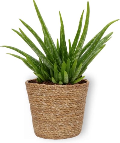Grote Aloë Vera Plant als Luchtzuiverende Succulent voor Binnen