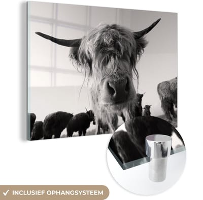 MuchoWow® Glasschilderij 150x100 cm - Schilderij acrylglas - Schotse Hooglander - Zwart - Wit - Dieren - Foto op glas - Schilderijen