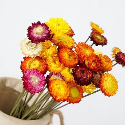 30 Stuks Gedroogde Chrysanten in Verschillende Kleuren: Natuurlijke Bloemen voor Bruiloft en Decoratie