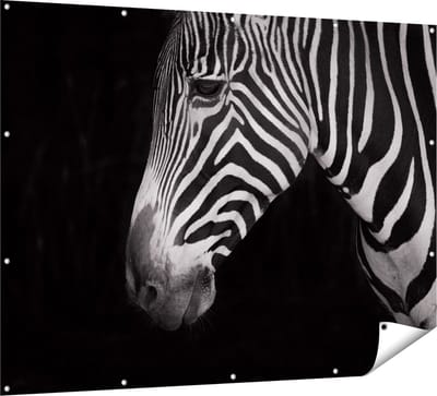 Gards Tuinposter Zebra Kop vanaf de Zijkant - Zwart Wit - 160x120 cm - Tuindoek - Tuindecoratie - Wanddecoratie buiten - Tuinschilderij