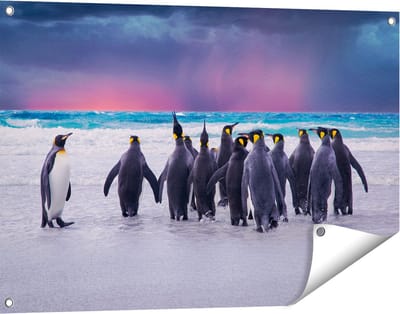 Gards Tuinposter Groep Pingu�ns bij het Water - Kudde - 90x60 cm - Tuindoek - Tuindecoratie - Wanddecoratie buiten - Tuinschilderij