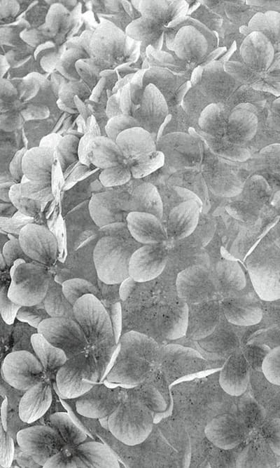 Fotobehang - Apple Tree Abstract III 150x250cm - Vliesbehang