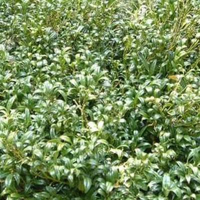 Sarcococca Hookeriana - Vleesbes 20-25 cm in pot