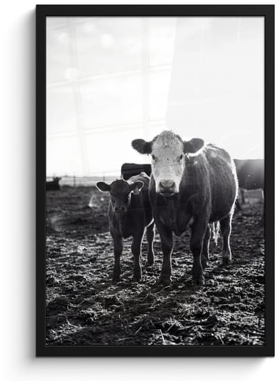 Poster in lijst - Fotolijst 40x60 cm - Posters - Koeien - Zwart - Wit - Posterlijst zwart - Decoratie - Wanddecoratie woonkamer - Muurdecoratie slaapkamer