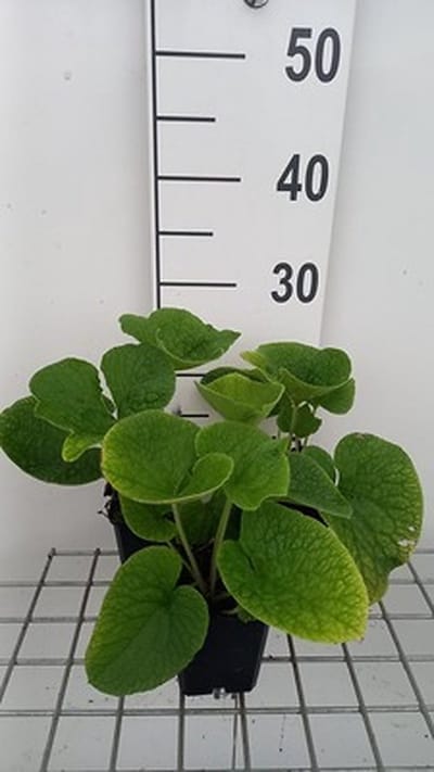 6x Kaukasische vergeet-mij-nietje - Brunnera macr. 'Betty Bowring' | 9x9 cm pot