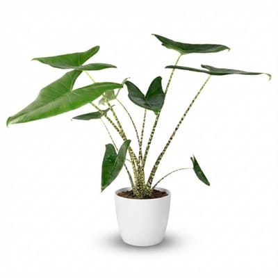 Green boutiQ - Kamerplant - Olifantsoor - Alocasia Zebrina - Groen - Weinig onderhoud - 1 Plant - met Potter Wit - Pot 21 cm - Hoogte 70 - 75cm
