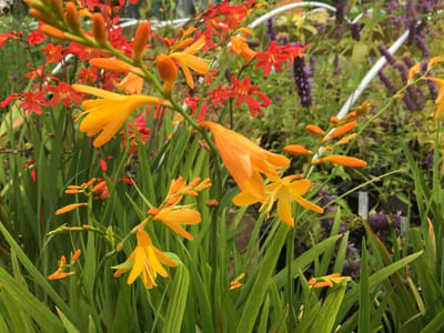 6 x Crocosmia 'George Davison' - Montbretia - P9 Pot (9 x 9cm) - Dima Vaste Planten