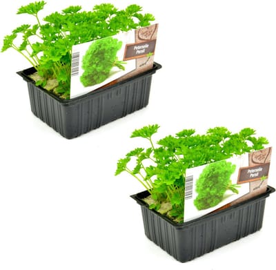 Krulpeterselie Plantjes – 12 Peterselie Planten – Verse Kruidenplanten – Zelf Peterselie Kweken – Moestuin & Kruidentuin