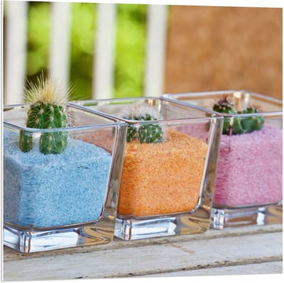Forex - Potjes met Gekleurd Zand en Cactussen  - 80x80cm Foto op Forex