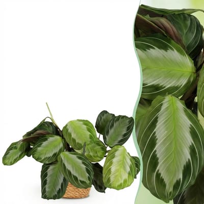 Plantenboetiek.nl | Maranta Fascinator Silverband - Gebedsplant - Huisdiervriendelijke Plant - Groen - met Mand - Ø12cm - 25cm hoog - Kamerplant - Arrangement - Plant met pot