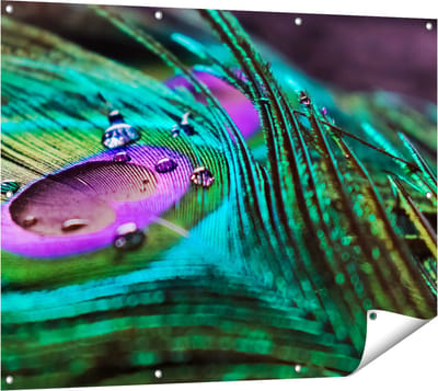 Gards Tuinposter Kleurrijke Pauw Veer met Waterdruppels - 120x90 cm - Tuindoek - Tuindecoratie - Wanddecoratie buiten - Tuinschilderij
