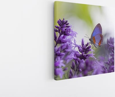 Saammp Canvas Schilderij - Vlinder bij lavendel - Bloemen - Dieren - Natuur - 20x20 - Foto op canvas - Wanddecoratie - muurdecoratie Woonkamer - Slaapkamer decoratie - Canvas Print