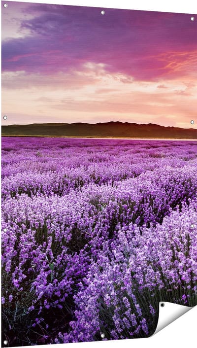 Gards Tuinposter Bloemenveld met Paarse Lavendel - Bloemen - 100x150 cm - Tuindoek - Tuindecoratie - Wanddecoratie buiten - Tuinschilderij