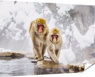 Gards Tuinposter Twee Aapjes in de Sneeuw op Rotsen - 180x120 cm - Tuindoek - Tuindecoratie - Wanddecoratie buiten - Tuinschilderij