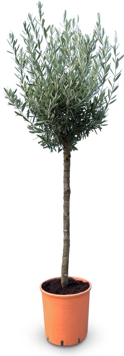 Sunny Tree - Olijfboom op stam - 10 jaar oude olijfboom - Boom - Winterhard - Groenblijvend - Bol op stam - 160 cm hoog