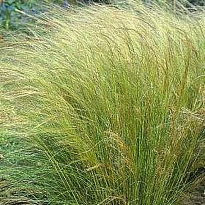 Stipa tenuissima Ponytails - Set van 6 - Vedergras - Pot 2 Liter