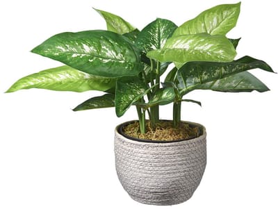 Kunstplant Dieffenbachia H45cm in mand grijs - HTT Decorations kunstplanten