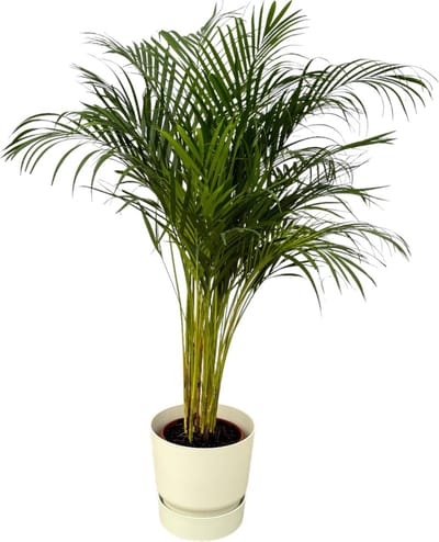 Plantenboetiek.nl | Areca palm inclusief elho Greenville Round wit - Ø24cm - 120-130cm hoog - Kamerplant - Complete set - Plant met pot