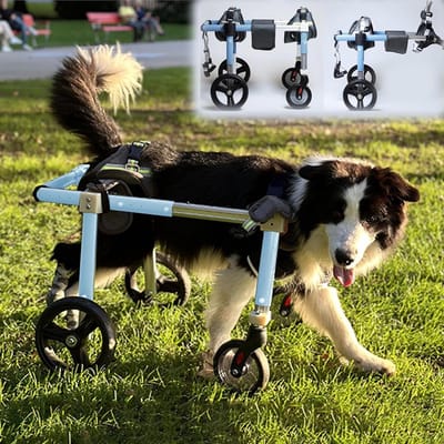 Hondenrolstoel - Hondenwagen - Mobiliteit Herstellen - Verstelbaar Aluminium Frame - Verstelbaar - Blauw