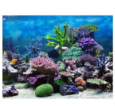 3D Effect Achtergrond Poster voor Aquarium - Onderwaterwereld Decoratie voor Vis Tank (91*50cm) - PVC, Levensgrote Afbeelding, Vis Tank Accessoires
