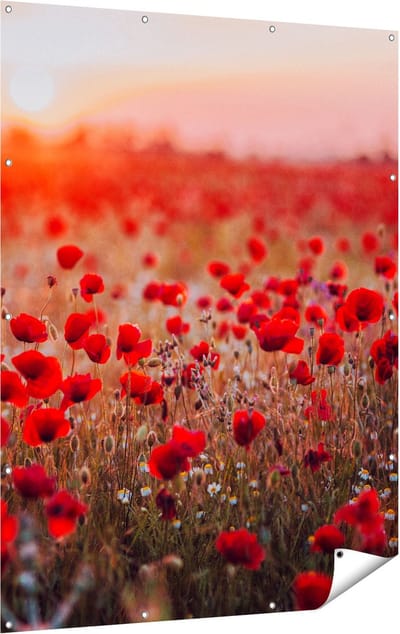 Gards Tuinposter Rode Klaprozen Bloemenveld Zonsondergang - 120x160 cm - Tuindoek - Tuindecoratie - Wanddecoratie buiten - Tuinschilderij