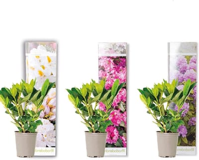 Rhododendron Struiken - Bloeiende Heesters - Tuin Decoratie - Groenblijvend Winterhard - 15-20 cm Hoog - Paars Roze Wit
