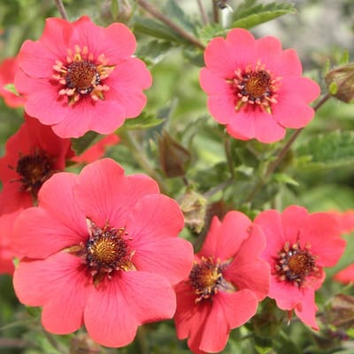 6 x Potentilla 'Gibson's Scarlet' - Ganzerik pot 9x9cm - Felrode bloemen, bodembedekkend, verdraagt droge grond