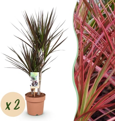 Green BoutiQ - Kamerplanten - Dracaena Magenta - Drakenbloedboom - Weinig onderhoud - Groen - 2 Planten - Pot 17cm - Hoogte 70-80cm