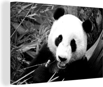 Canvas schilderij 140x90 cm - Wanddecoratie Etende panda - zwart wit - Muurdecoratie woonkamer - Slaapkamer decoratie - Kamer accessoires - Schilderijen