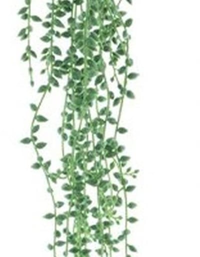 Erutan avon - Hanging senecio spray green 86 cm
