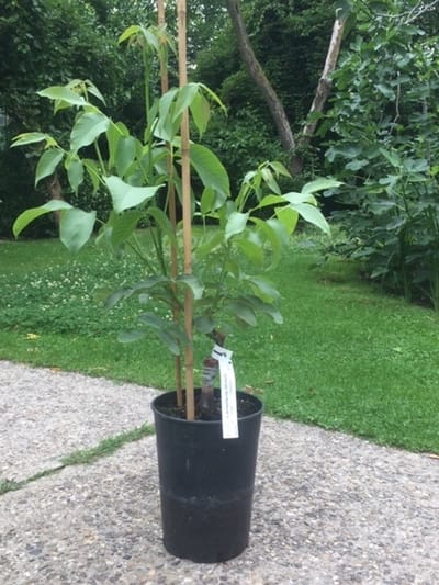 Walnootboom Juglans regia Dwarf Karlik Nr 3 | Boomhoogte: 120-150 cm | Pot: 7 liter