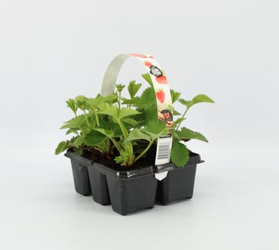 Aardbeien Sixpack - Fragaria ananassa 'Korona' - set van 1 Aarbeien Sickpacks - hoogte 20 / 30 cm