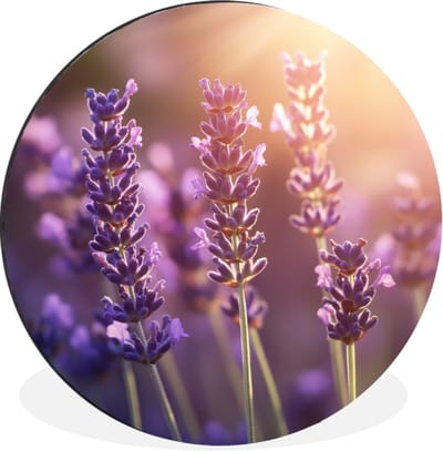 WallCircle - Wandcirkel - Muurcirkel - Lavendelbloemen - Paars - Zonlicht - Aluminium - Dibond - 30x30 cm - Binnen en Buiten